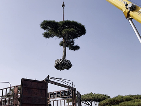 造型松運(yùn)輸