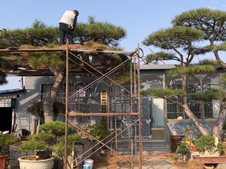 造型油松發(fā)貨