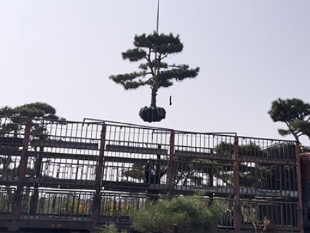 造型黑松發(fā)貨