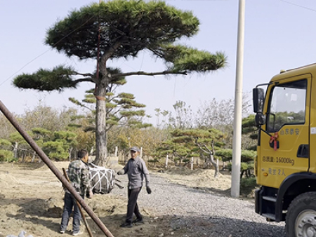 造型黑松挖苗