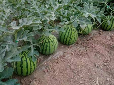 夏县西瓜
