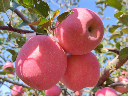 栖霞苹果