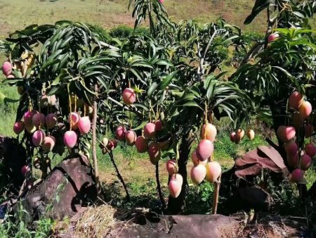 攀枝花芒果