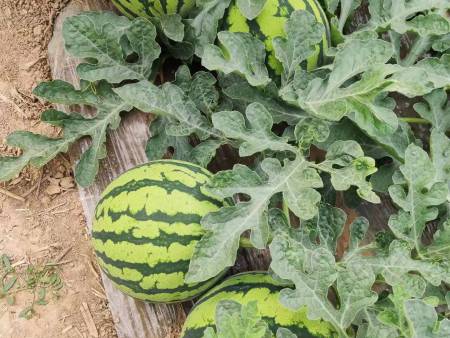 夏县西瓜