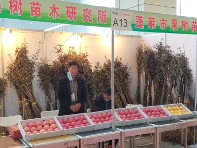 烟台苹果苗,烟台樱桃苗,烟台桃苗,烟台苗木开发,烟台苗木繁育,烟台育苗基地,烟台苗木批发,蓬莱市农益苗木合作社