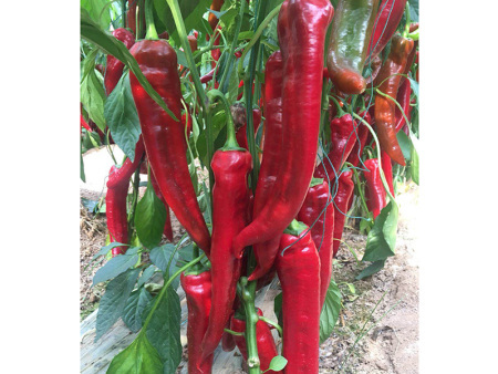 焰火1号（秋延早春红尖椒品种）