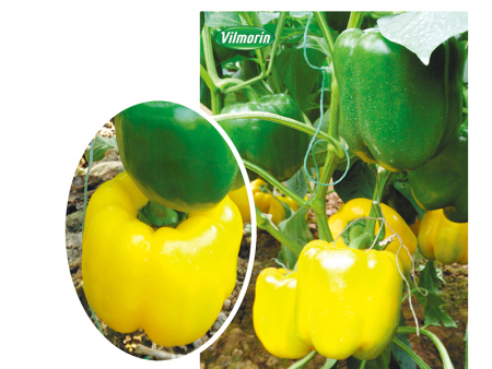 JS-112（张北市场适用品种）