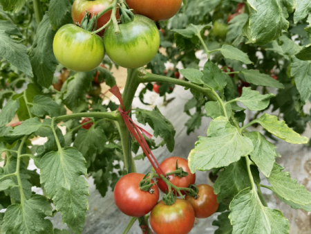 大型口感番茄【爱丽儿】日本原装进口