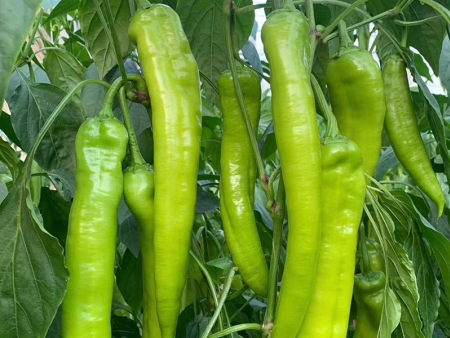 早春越冬辣椒 长征58