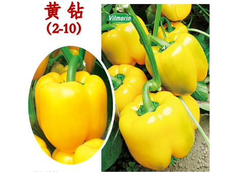 黄钻2-10（秋延早春品种）