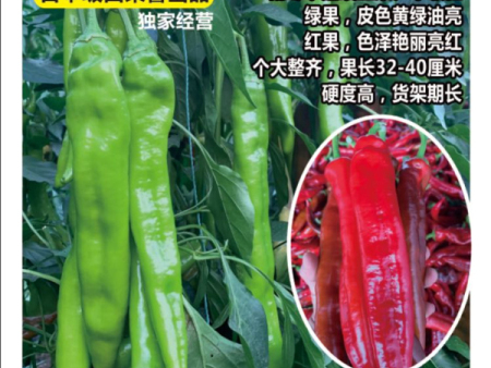 日本坂田红绿双收