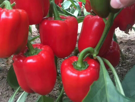 耐热（越夏）品种红钻1-8