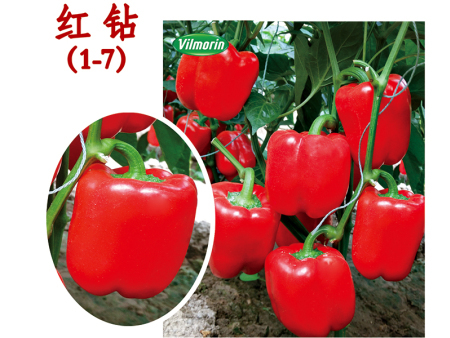 红钻1-7（秋延早春品种）