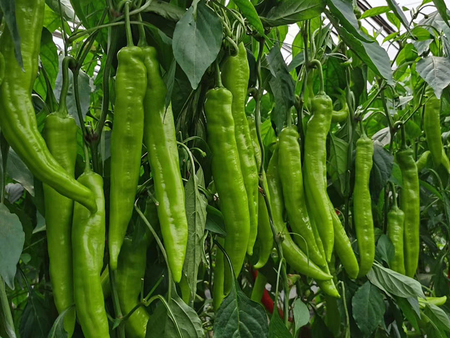 秋延、越冬，早春品种 雪娜瑞