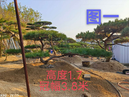 造型油松树