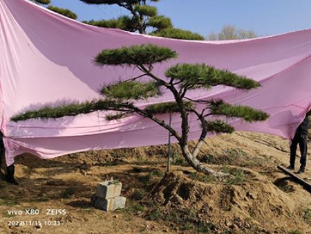 精品造型油松基地