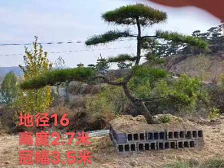 造型松
