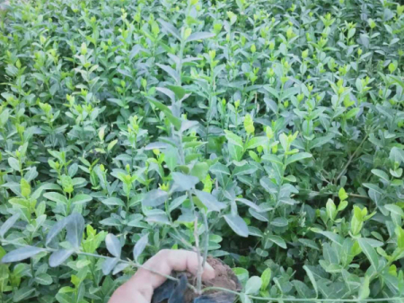 小叶爬行扶芳藤