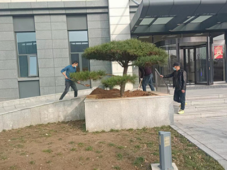 造型油松施工案例