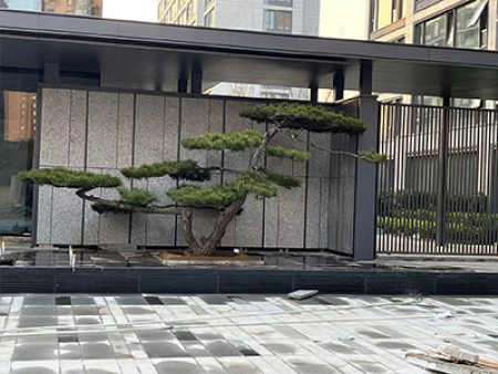 造型黑松施工案例