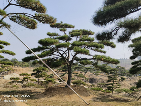 造型油松哪里有