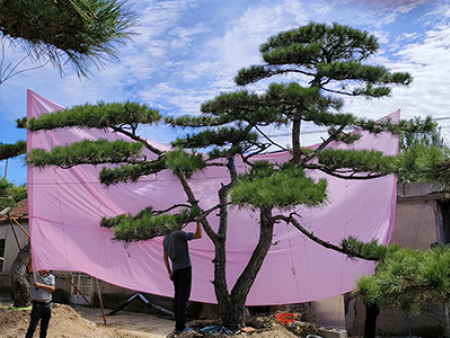 造型松