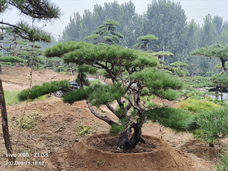 造型景观松