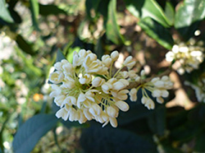 山东桂花树|桂花基地|山东桂花盆景|丹桂种植基地|流苏桂花基地-山东临沂太平桂花基地