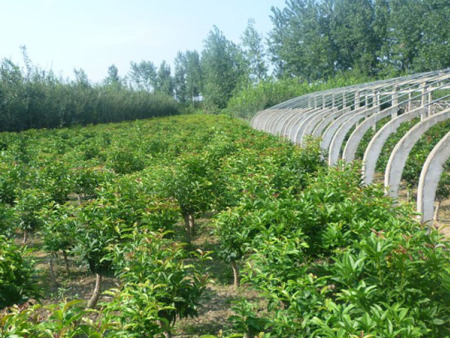 山东桂花树