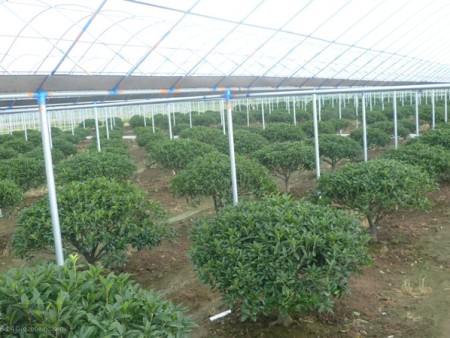 桂花树基地