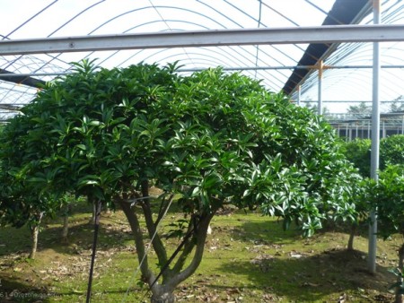 桂花树基地
