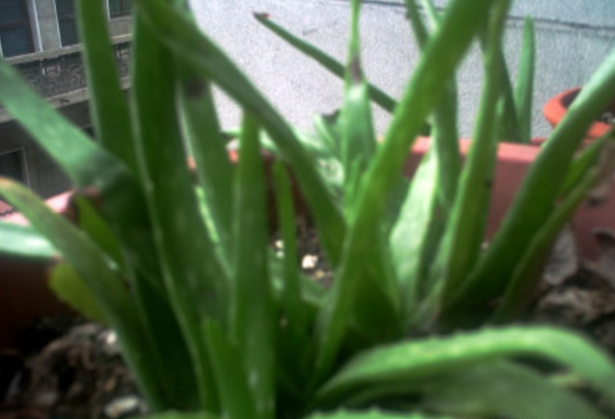植物