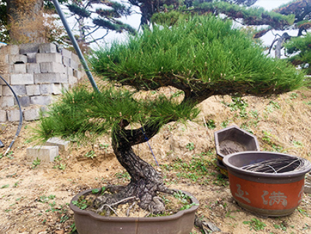 黑松盆景