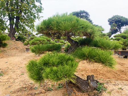 造型黑松盆景