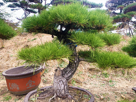 油松盆景