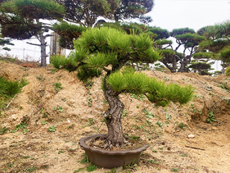 景观松盆景基地