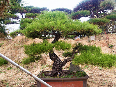 景观松盆景价格