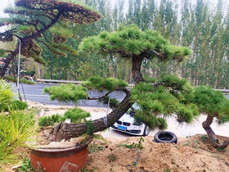 造型松盆景