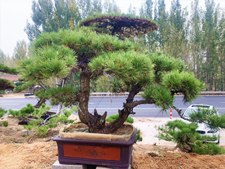 造型松盆景价格