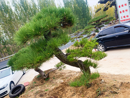 造型松盆景基地