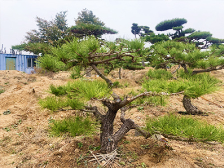 景观松盆景销售