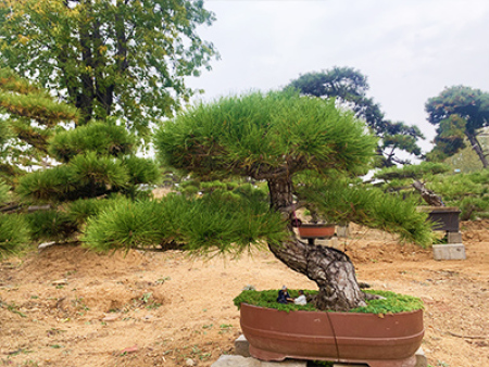 景观松盆景