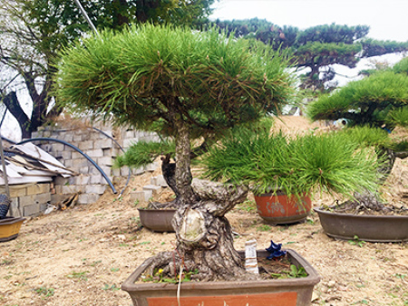 造型黑松盆景价格