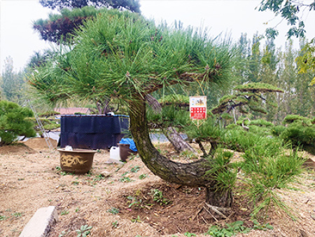景观松盆景批发