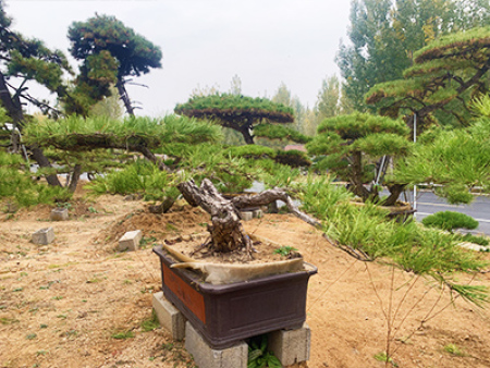 造型油松盆景基地