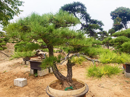 造型油松盆景价格