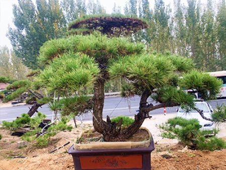 造型松盆景销售