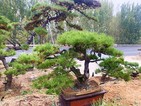 造型黑松盆景基地