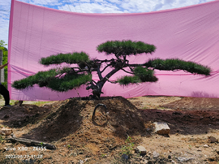 造型松基地哪家靠谱?品质和服务全保障
