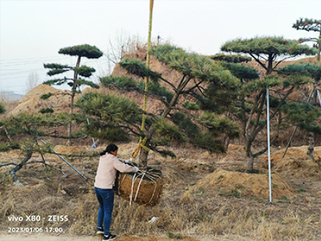 造型松挖苗